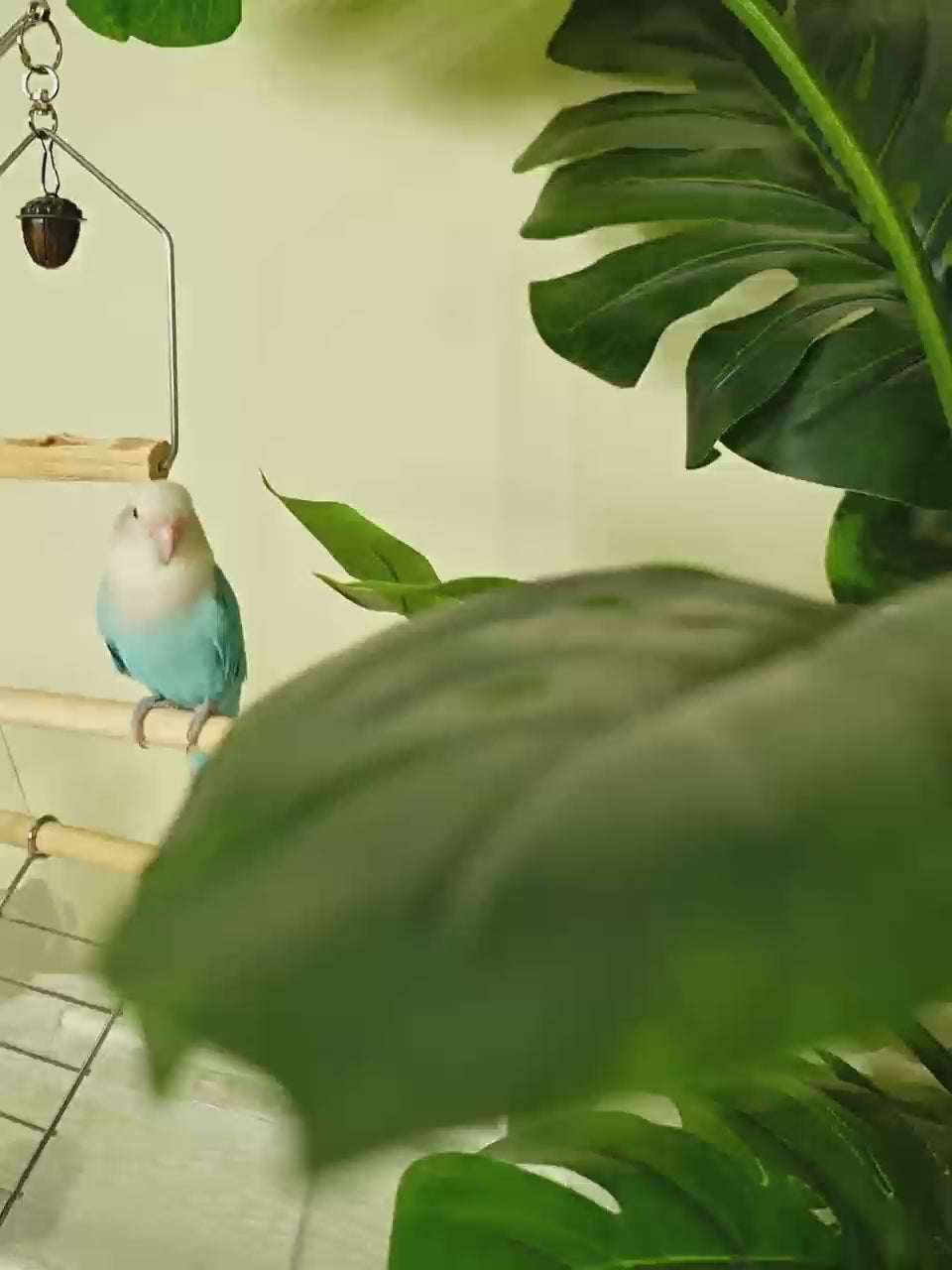MiaoZan Dopamine Bird Standing Platform-Desktop Potty Training Perch with Acrylic Base for Small Birds