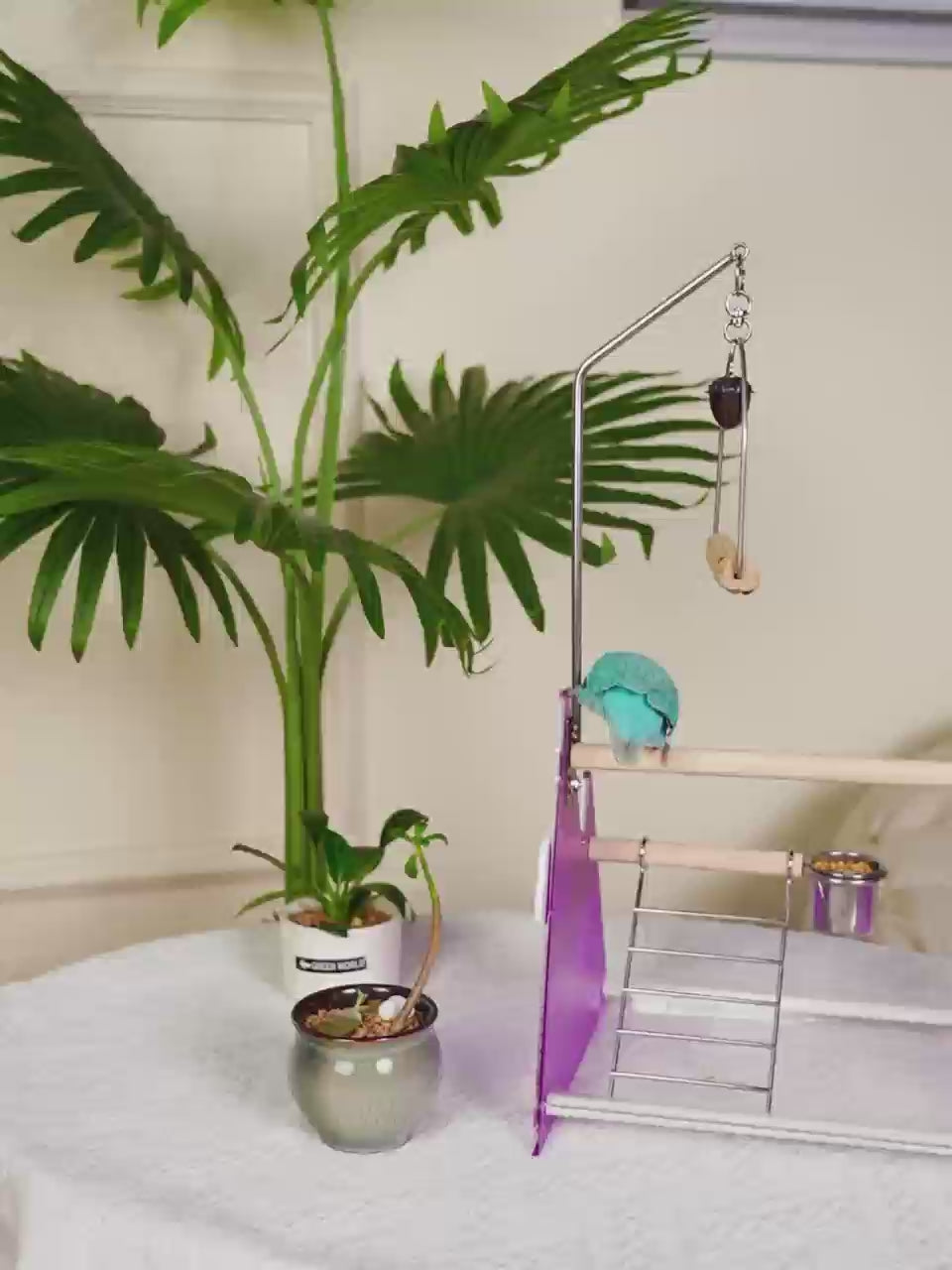 【Hot】MiaoZan Desktop Bird Potty Training Perch with Removable Tray, Easy Clean for Small Birds